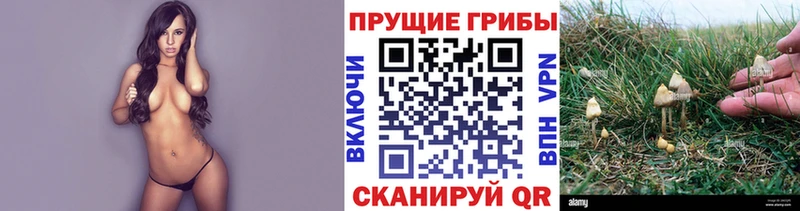 Псилоцибиновые грибы прущие грибы Шахунья